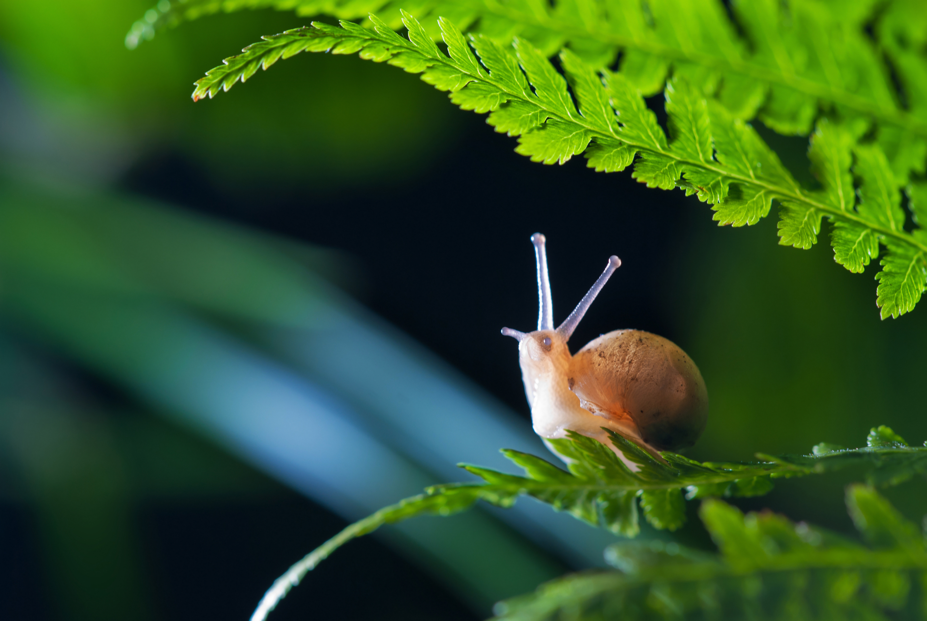 Curious little snail perched on a leaf